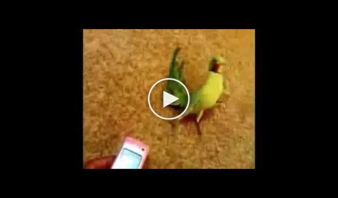 Классный попугай, профессионально танцует