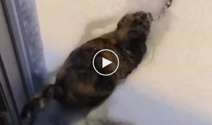 Кошка, которая любит зиму и снег