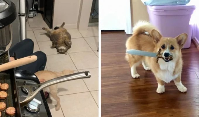 15 cases when pets demonstrated their desire to eat so funny (16 photos)