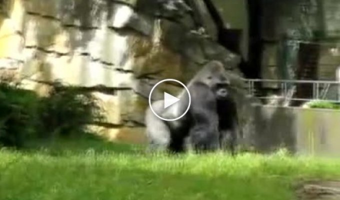 Злобная горилла