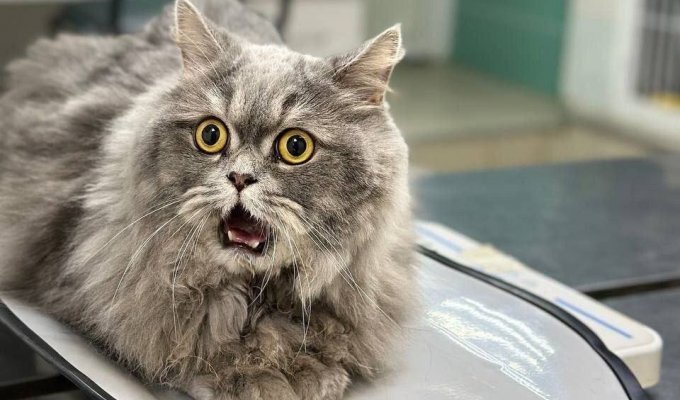 Самый удивлённый кот (3 фото)