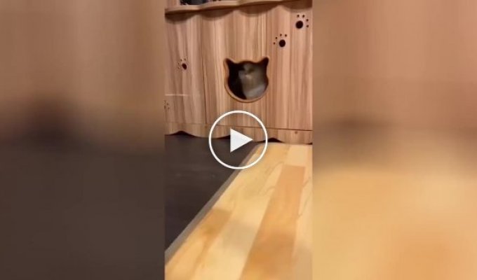 «Застряг»: котик показав, чим може обернутися довге новорічне застілля