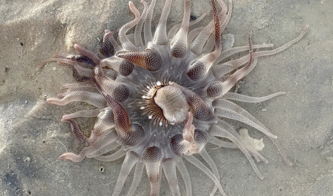 Дофлейнія: отруйні «міни» на пляжі Австралії (7 фото)