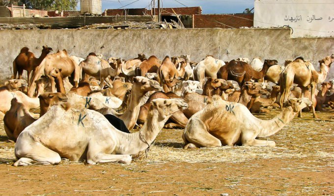 Биркаш: о самом крупном верблюжьем рынке в северной Африке (39 фото)