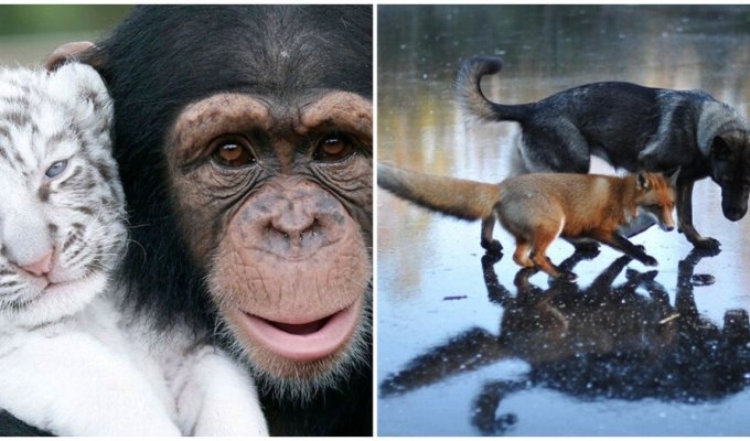 An incredible example of animal friendship (9 photos)