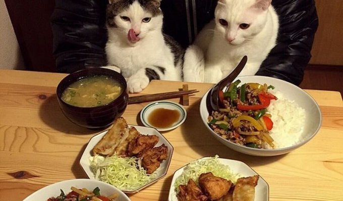 Любопытные дегустаторы: забавные реакции двух кошек на еду хозяев (17 фото)