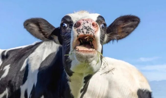 5 фактов про коров: устраивают травлю слабых, массовое клонирование (13 фото)