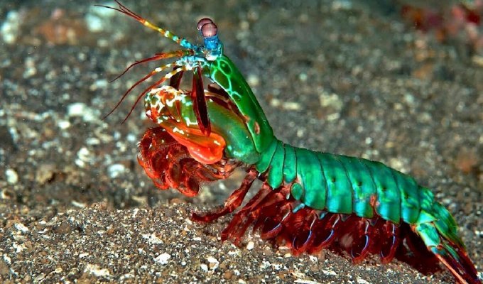 Legendary crayfish and alpha predator of the ocean (5 photos)
