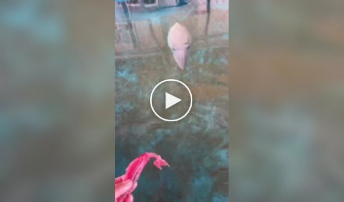 Японець приручив каракатиці