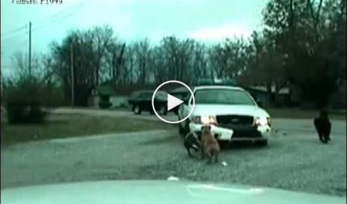 Собаки атакуют полицейскую машину