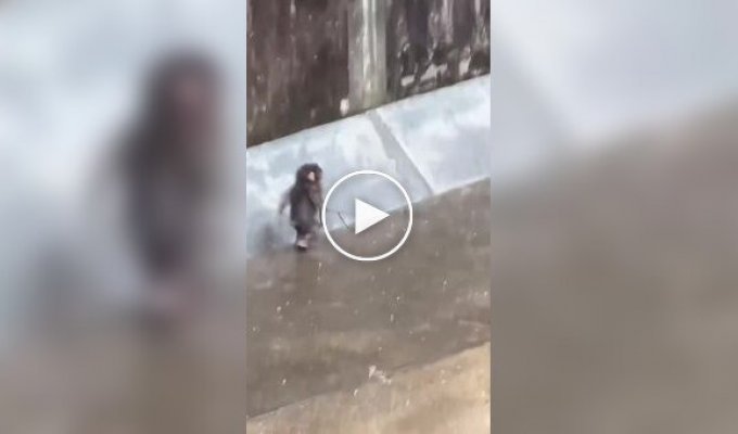 Панч беззаботно бегает с палкой