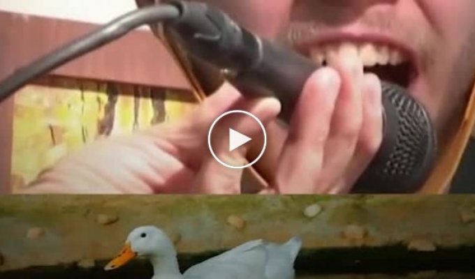В Бельгии прошел чемпионат по подражанию чайкам