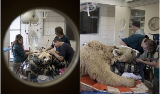 Ветеринары впервые прооперировали позвоночник медведю (8 фото)