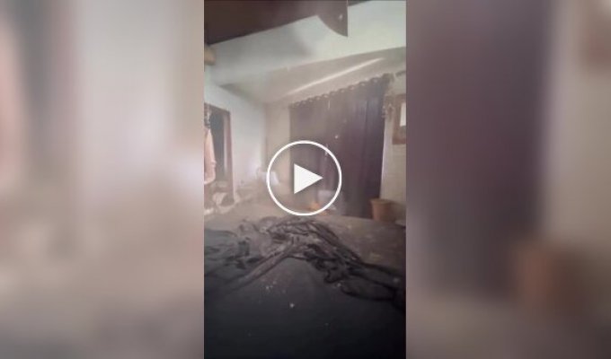Коты эффектно появились в кадре