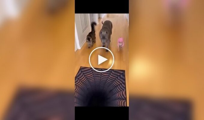 Забавная проверка 3D-пола от собаки