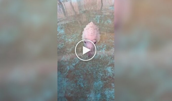 Що це за лавкрафтіанський монстр