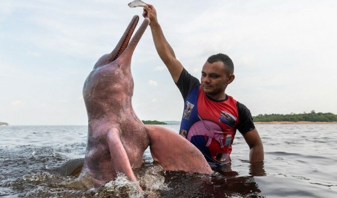 Красивый высший хищник: 10 интересных фактов про розового дельфина (6 фото)