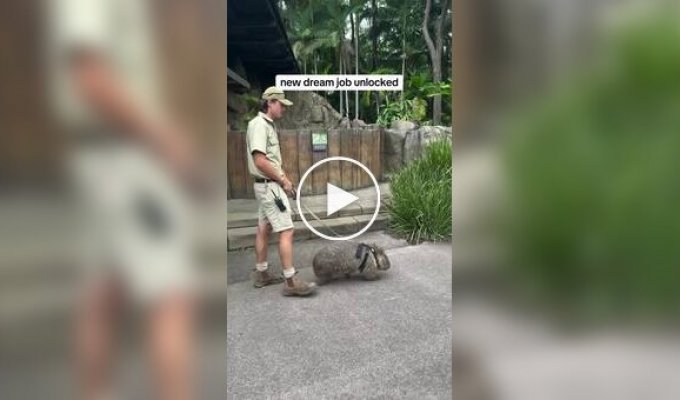 В Австралии наняли людей, которые гуляют с вомбатами