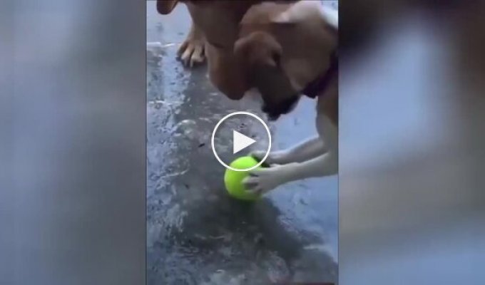 Dogs trying to pick up a ball frozen in the ice