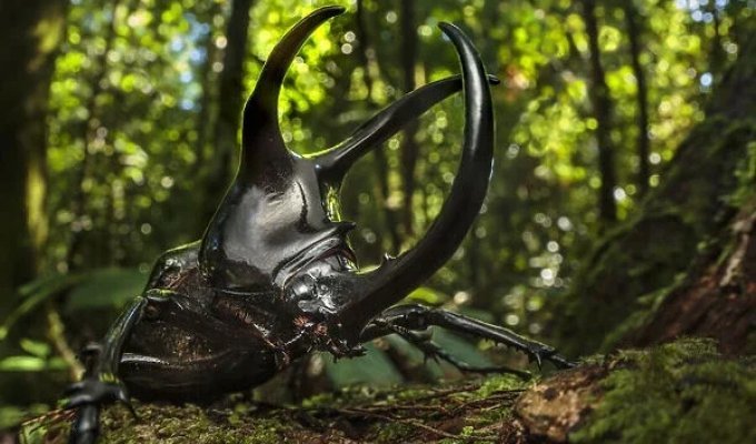 Атласный жук: он превратил себя в живое оружие, чтобы разбрасывать врагов огромными рогами (9 фото)