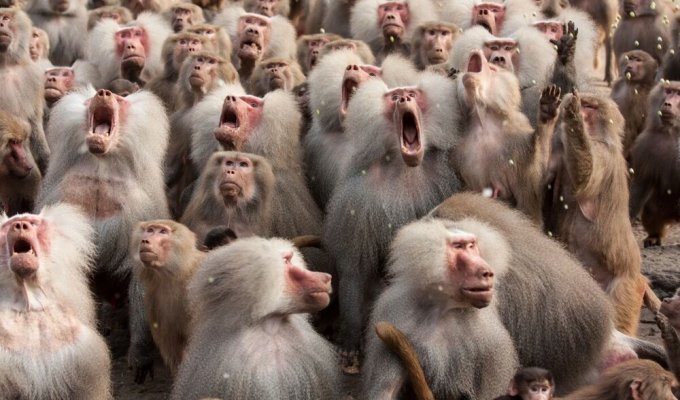 Гамадрили: по-справжньому злі мавпи (7 фото)