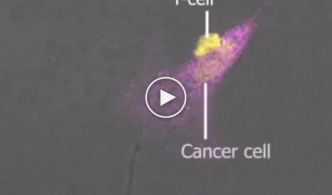 The T cell kills the cancer cell. Some interesting information inside the post