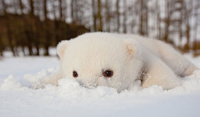 Животные, которые видят снег впервые в жизни (20 фото)