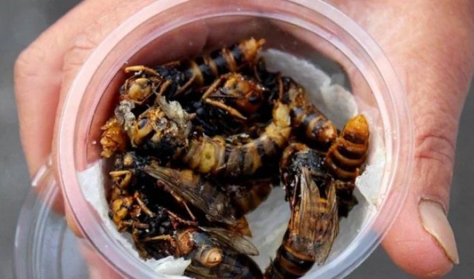 Fried Wasps – a Japanese Delicacy (5 photos)