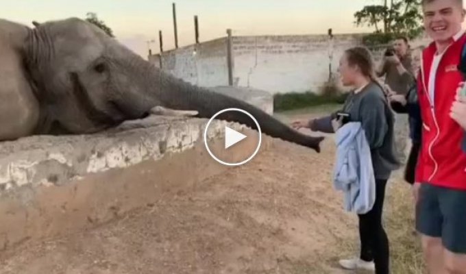 A clear example of how an elephant can kick