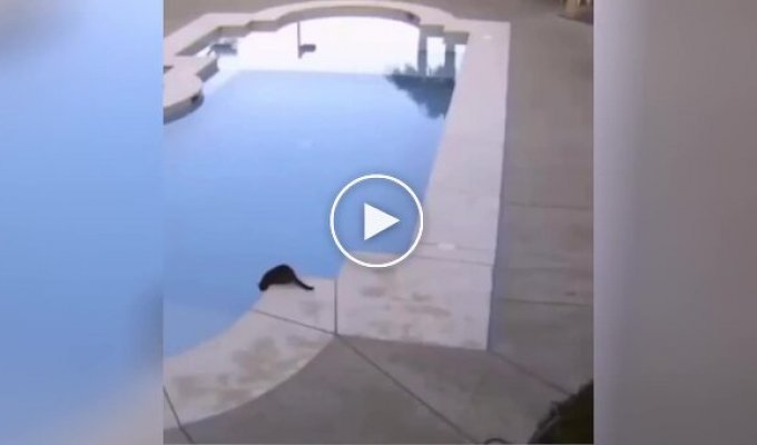 Кот принял незапланированные водные процедуры