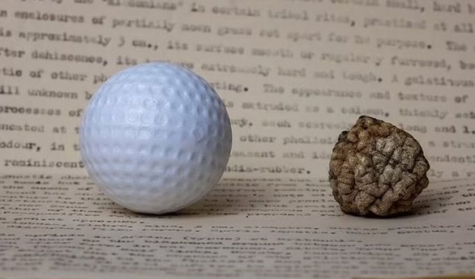 Ученый несколько десятков лет выдавал мяч для гольфа за неизвестный гриб (4 фото)