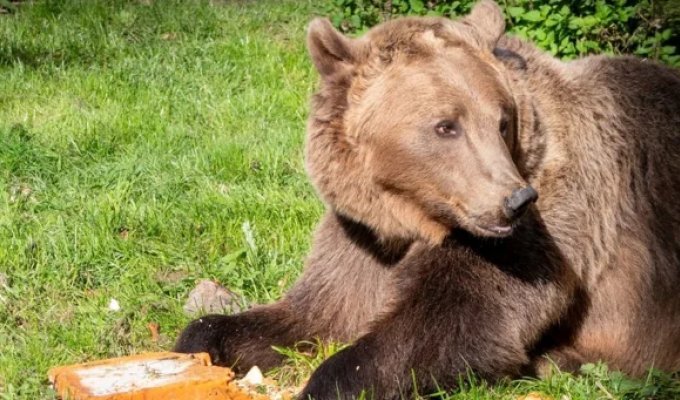 Медведь, который первым в мире перенёс операцию на головном мозге, отметил день рождения (4 фото + 1 видео)