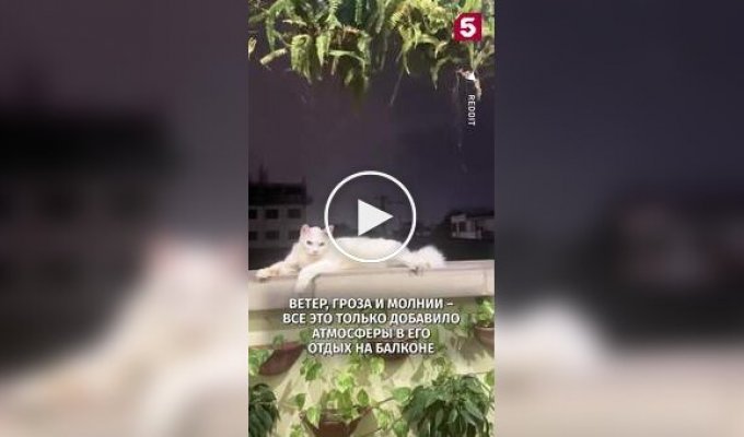 Кіт довів, що його спокій сильніший за будь-яку грозу