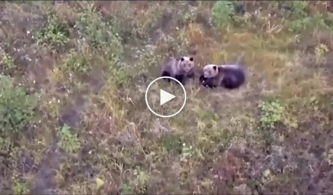 Husky settled with bears