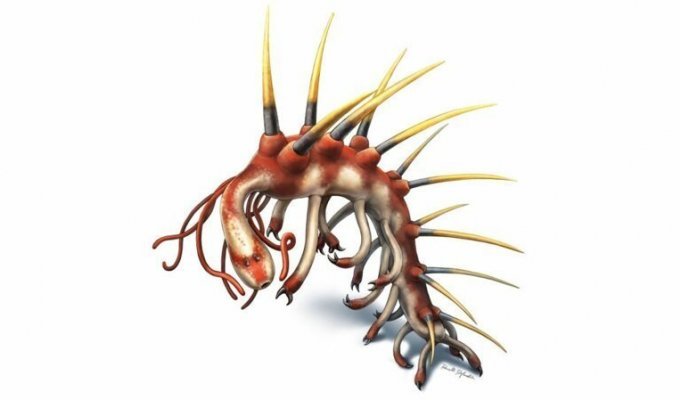 Странная анатомия: 5 необычных существ, живших в кембрийский период (5 фото)