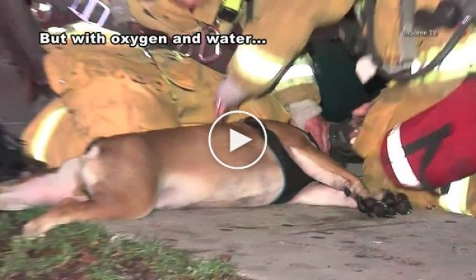 Лос-Анджелесские пожарные спасли собаку из горящего здания и утешили ее