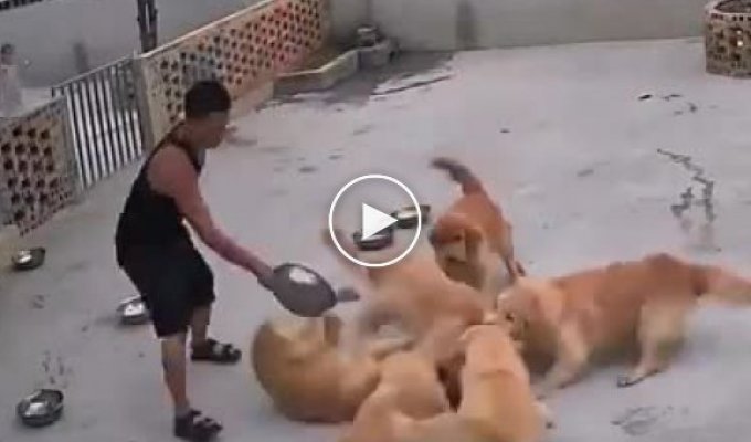 Китаец использовал проверенный способ, чтобы разнять щенков