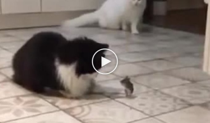 Какая-то неправильная мышь пытается договориться с котом