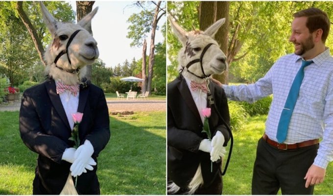 Lama became the main star at the couple's wedding (11 photos)