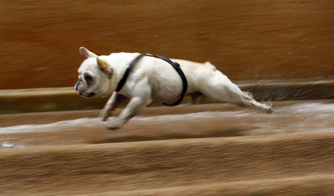 Водные конкурсы для собак (9 фото)