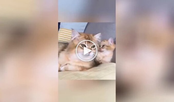 Synchronized cats and cats