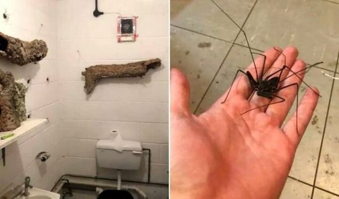 По стенам этого туалета ползают гигантские пауки и это — ад для арахнофобов (6 фото)