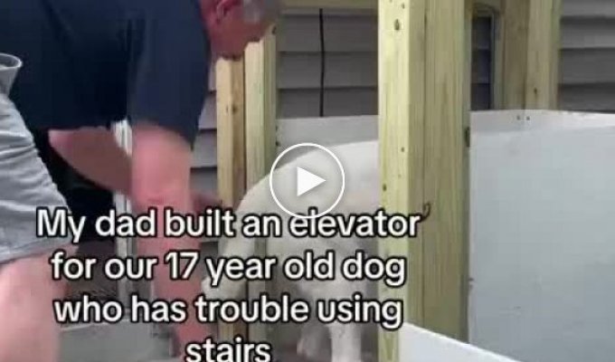 The owner made an elevator for a dog that has difficulty walking