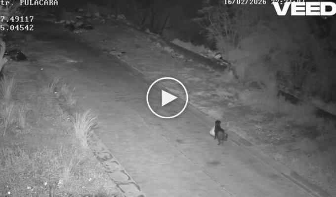 В Италии мужчина научил собаку незаконно выбрасывать мусор