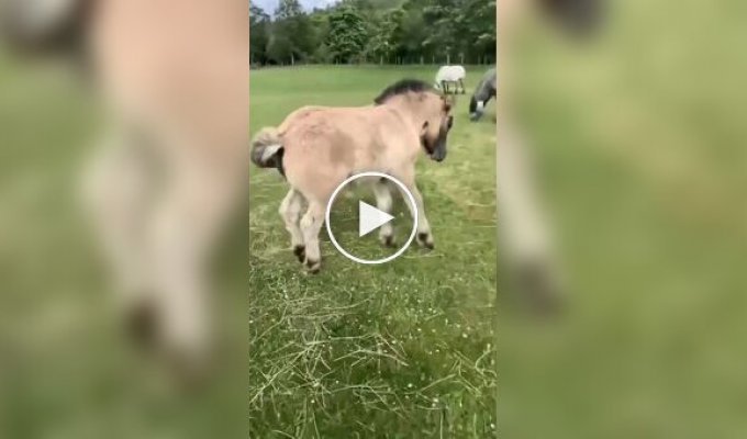 A horse demands to scratch his butt