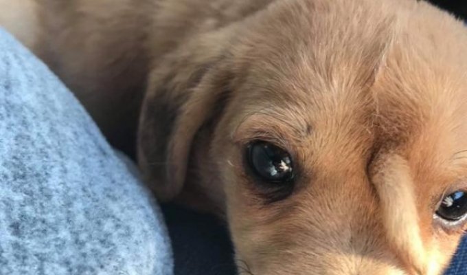 В Миссури нашли очаровательного щенка с редкой аномалией (6 фото + видео)