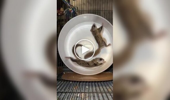 Неудачный забег летяги в колесе