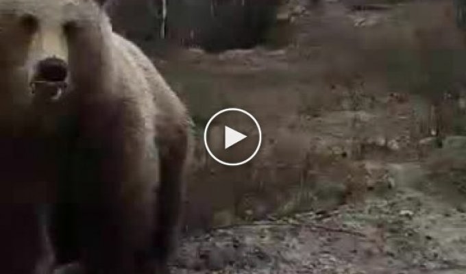 В Мурманской области мужчина покормил с руки вышедшего на дорогу дикого медведя