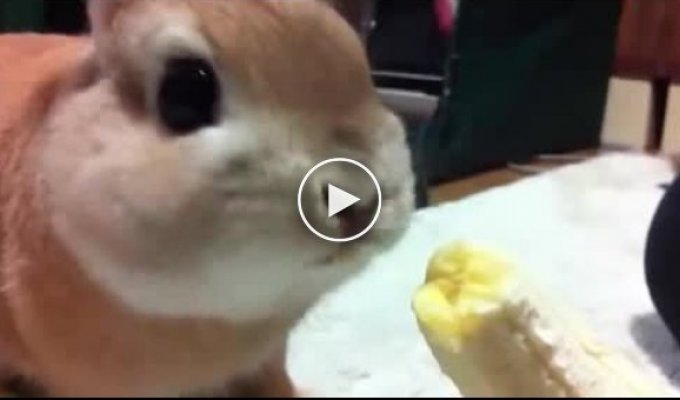Кролик ест банан