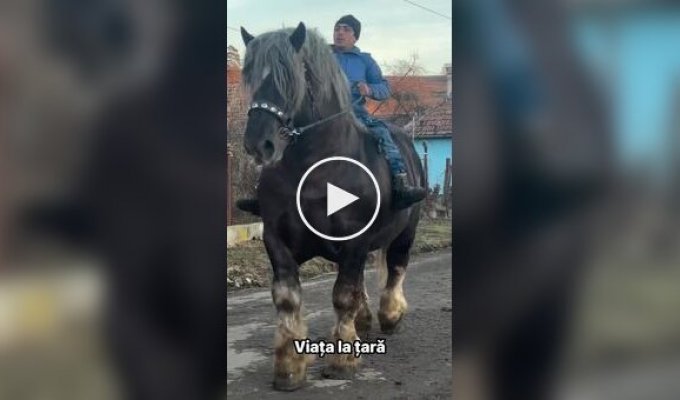 Брабансон и Першерон — самые огромные в мире лошади